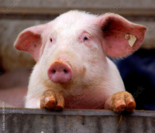 Cute young pig