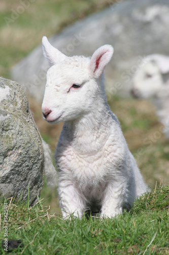 Slightly shy newly-born lamb in a lush meadow