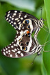 Two Swallowtail butterfly displaying sexual behavior, 