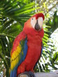 Parrot
