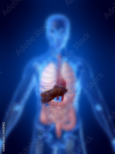 menschliche anatomie mit leber
