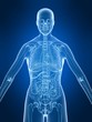 weibliche anatomie weibliche anatomie