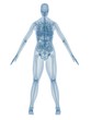 weibliche anatomie