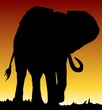 elefante