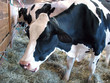 A closeup of a dairy cow eating hay in the barn A closeup of a dairy cow eating hay in the barn