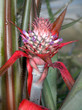 Ananas décoratif