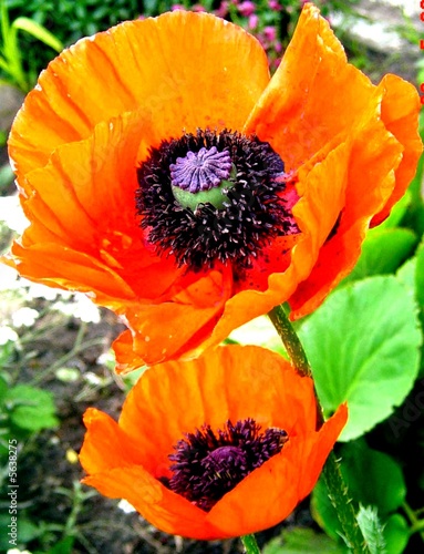 Foto : Roter Mohn Roter Mohn