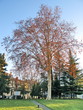 Lyon, France, Arbre en hiver dans un jardin public Lyon, France, Arbre en hiver dans un jardin public