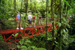 Rainforest Walk