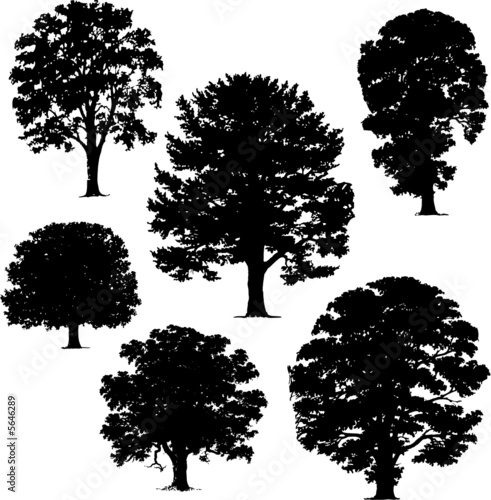 collection of vector trees collection of vector trees