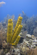 Yellow Tube Sponge - (Aplysina fistularis)