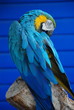 Blue Macaw