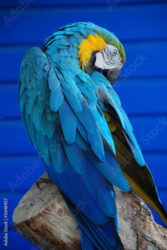 Photo: Blue Macaw Blue Macaw