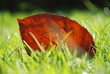 Autumn leaf