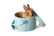 Little brown easter bunny in a soft blue box
