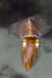 Squid