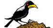 Crow Crow