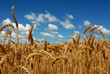Golden wheat field