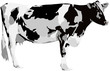 vaca vaca