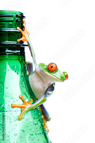 Photo: frog on a bottle - a red-eyed tree frog isolated on white frog on a bottle - a red-eyed tree frog isolated on white