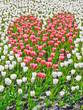 Blumenherz