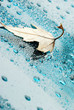 droplets and a leaf 2 droplets and a leaf 2