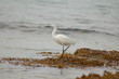 aigrette