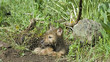 Gray wolf cub at his den waiting mother's return Gray wolf cub at his den waiting mother's return