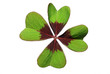 kleeblatt shamrock