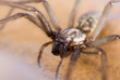 Foto: Nahaufnahme einer Haus- und Winkelspinne Nahaufnahme einer Haus- und Winkelspinne