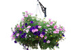 Flower basket isolated on white