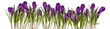 Spring flower