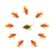Goldfish in a circle and a ugly fish in the middle