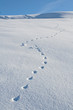 Animal Tracks Snow Winter Animal Tracks Snow Winter