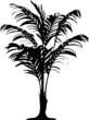 Detailed palm tree
