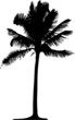 Detailed palm tree
