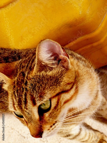Photo: Turkish Feline Turkish Feline