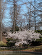 Botanic garden, brooklyn