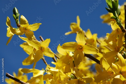 Forsythia Zweig Frühling