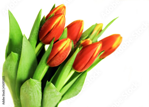   Tulpenstrauß