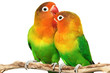 Pair of lovebirds agapornis-fischeri isolated on white
