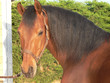 Cheval bai attaché
