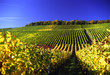 Weinberg im Herbst, Franken, Deutschland,