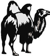 camel