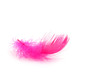 Pink feather over white