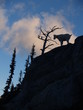 Mountain goat silhouette