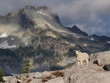 Mountain goat on rocky edge