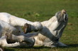 Roulade