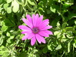 Petite fleur