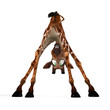 cute giraffe - Image contains a Clipping Path cute giraffe - Image contains a Clipping Path